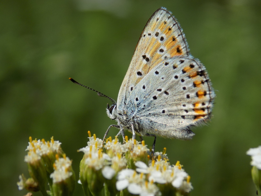 Lycaena thersamon - kis tűzlepke