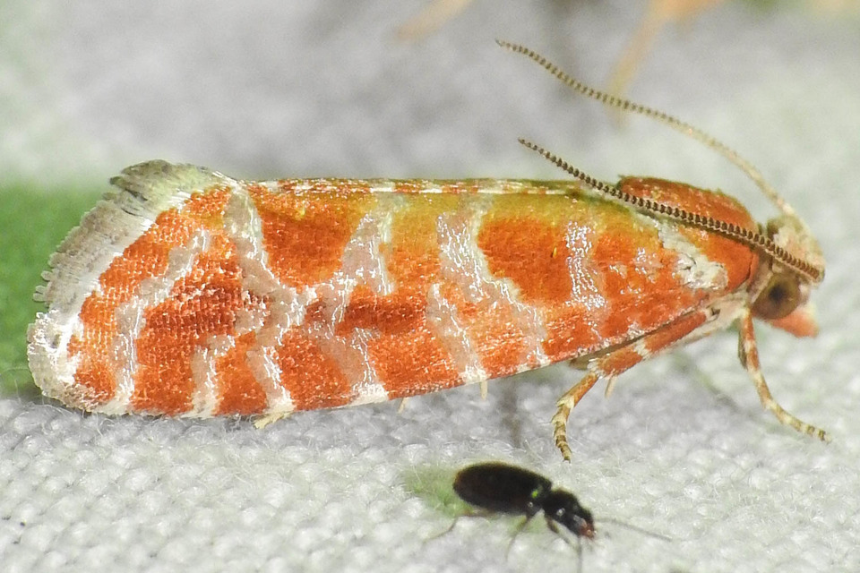Rhyacionia pinicolana - piros gyantamoly