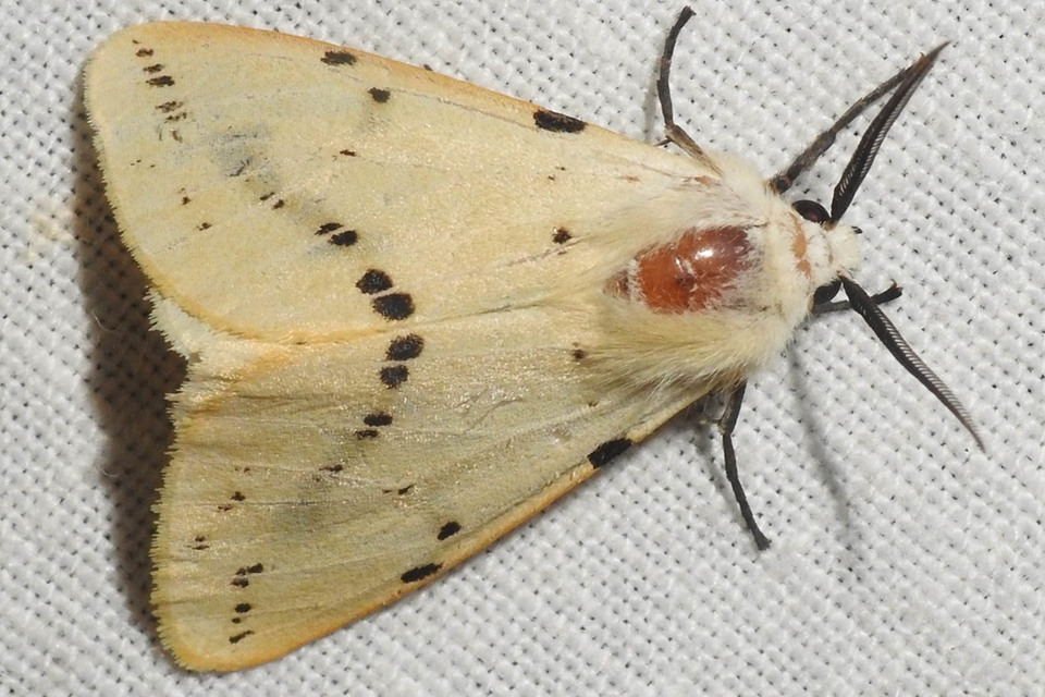 Spilarctia lutea - sárgás medvelepke