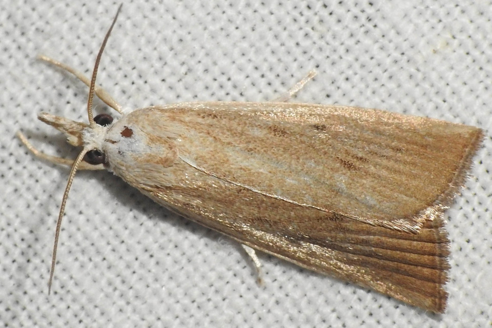 Calamotropha paludella - barna nádlevélmoly