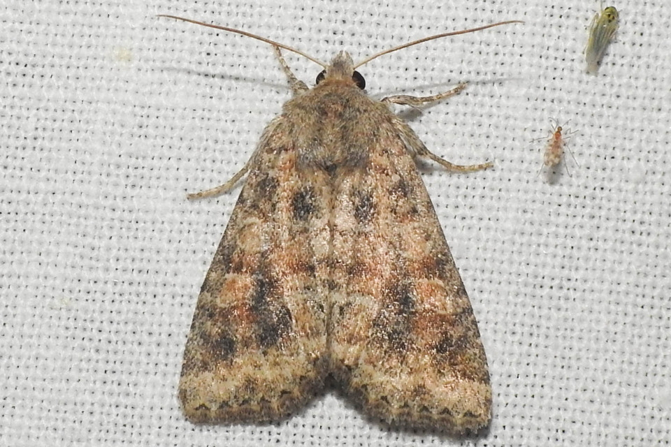 Parastichtis suspecta - sötét erdeibagoly