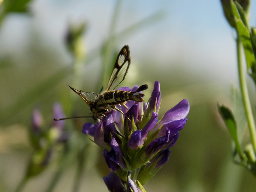 Sesiidae - szitkárfélék