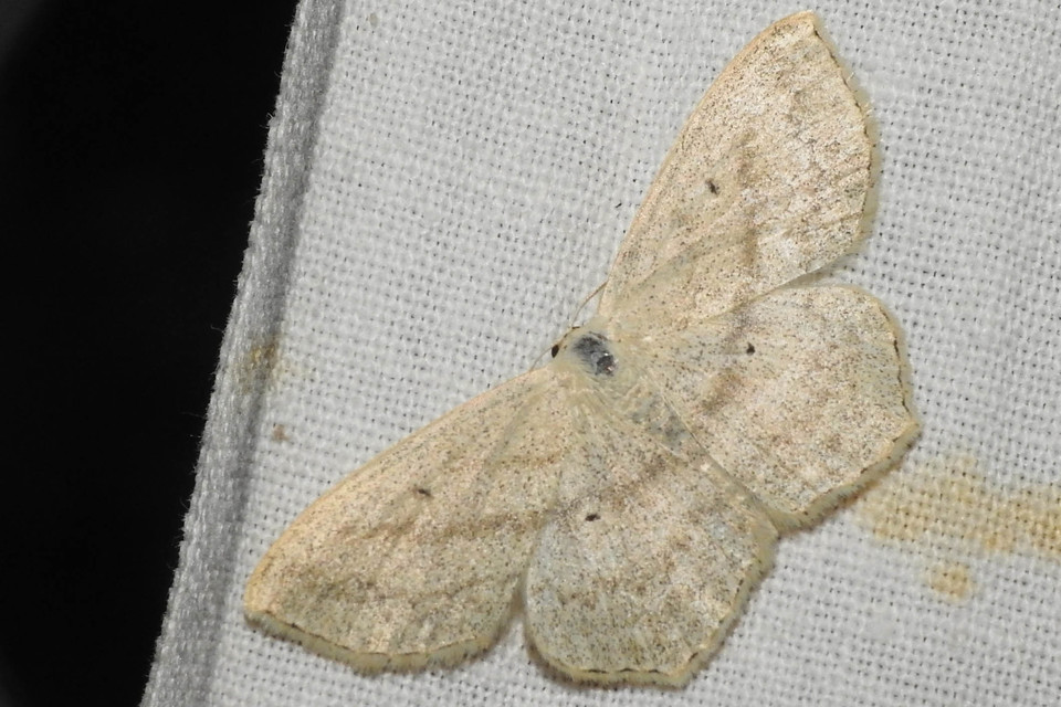 Scopula nigropunctata - feketepettyes araszoló