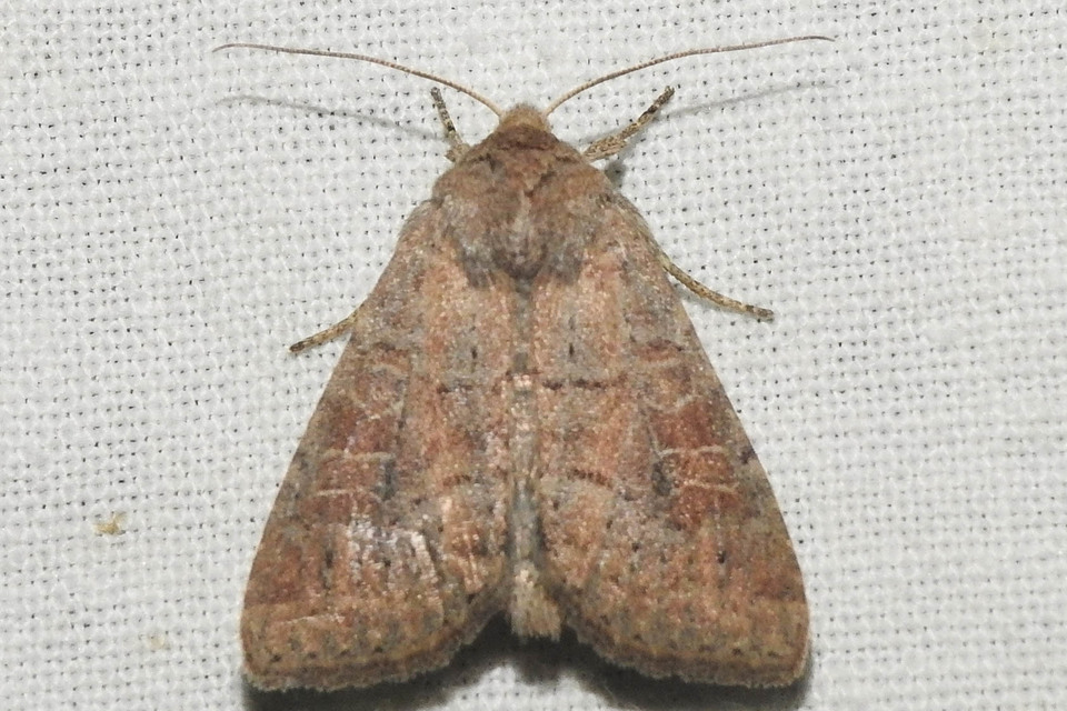 Parastichtis suspecta - sötét erdeibagoly