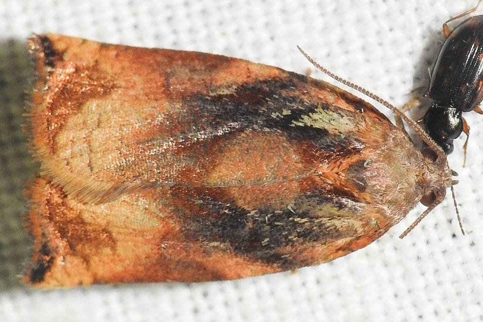 Archips podana - dudvarágó sodrómoly