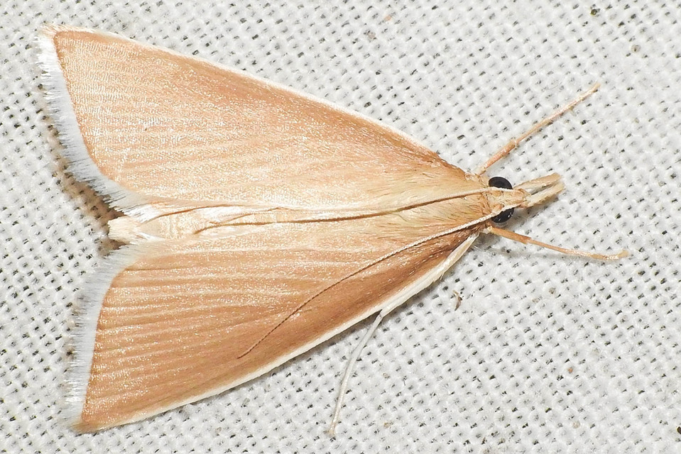 Sclerocona acutellus - hegyesszárnyú tűzmoly