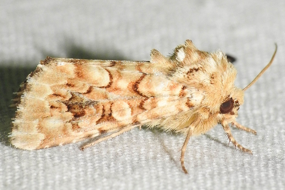 Hadena irregularis - homoki szegfűbagoly