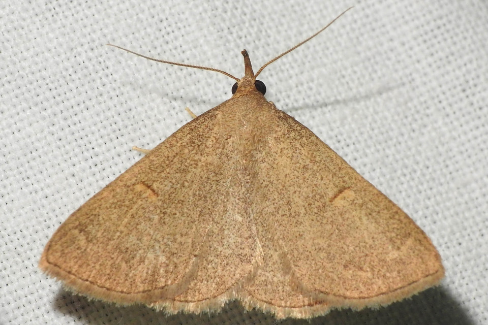 Paracolax tristalis - sárgás karcsúbagoly