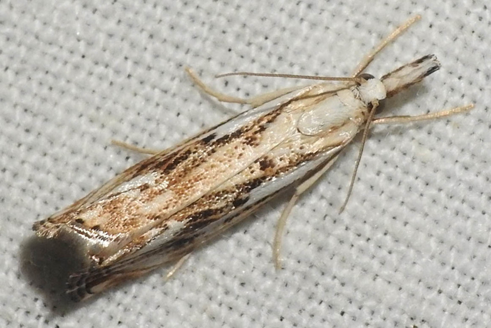 Catoptria falsella - hálós fűgyökérmoly