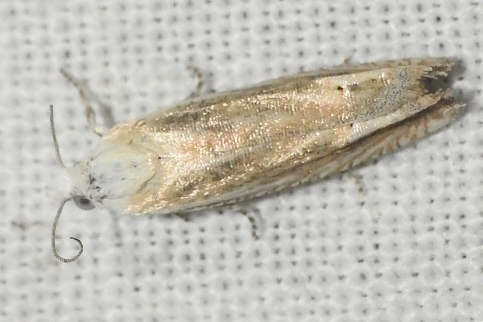 Eucosma albidulana - zsoltína-tükrösmoly