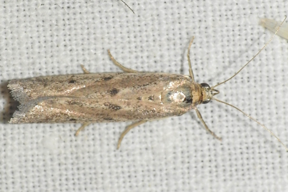Homoeosoma nebulella - napraforgómoly