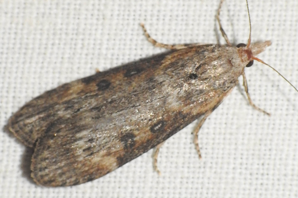 Lamoria anella - törmelékmoly