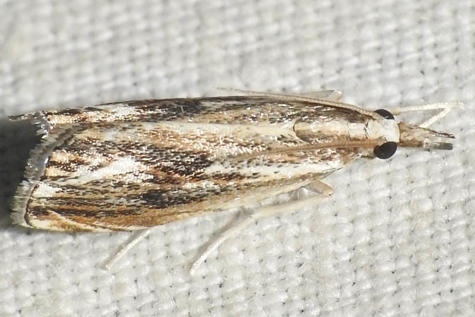Catoptria verellus - kormos fűgyökérmoly