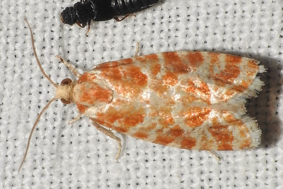 Rhyacionia pinicolana - piros gyantamoly