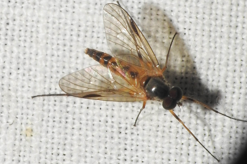 Rhagio lineola