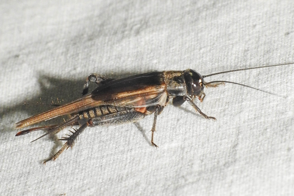Eumodicogryllus bordigalensis - bordói tücsök