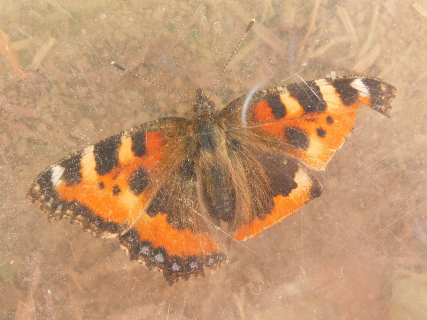 Nymphalis urticae - kis rókalepke