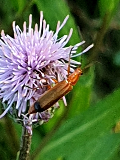 Rhagonycha fulva - feketevégű lágybogár