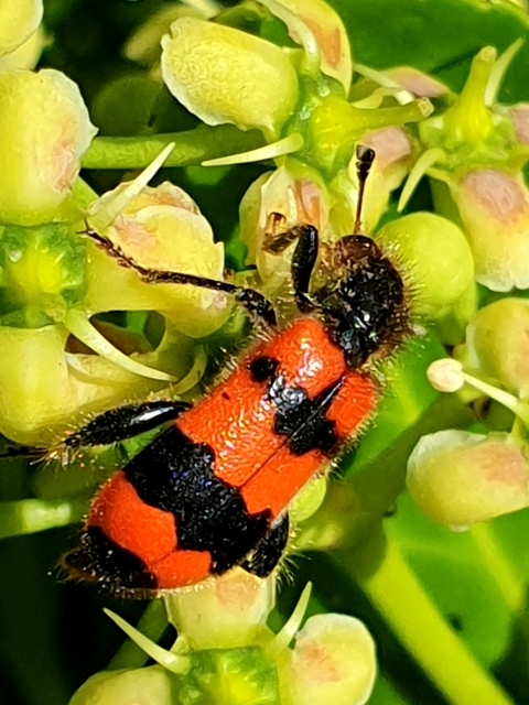 Trichodes apiarius - szalagos méhészbogár