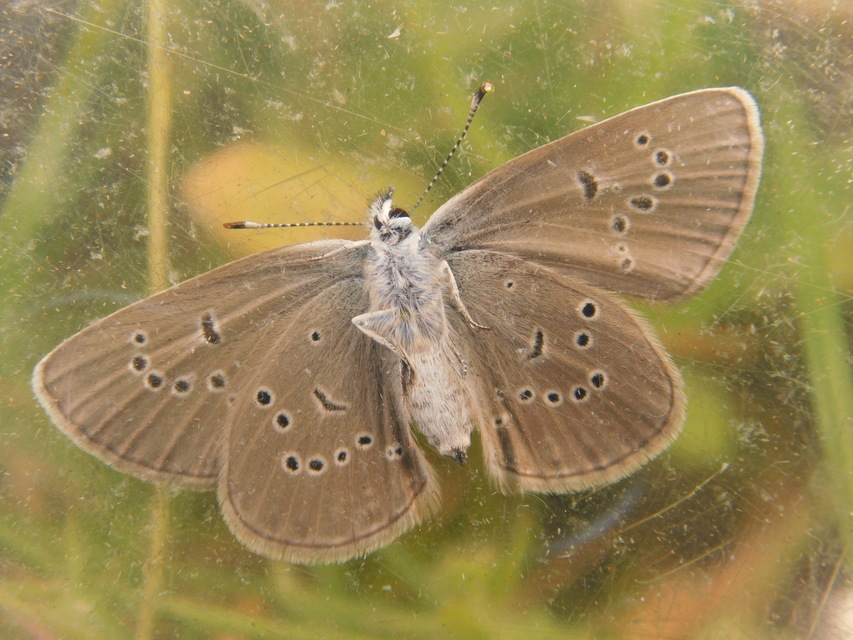 Cyaniris semiargus - aprószemes boglárka