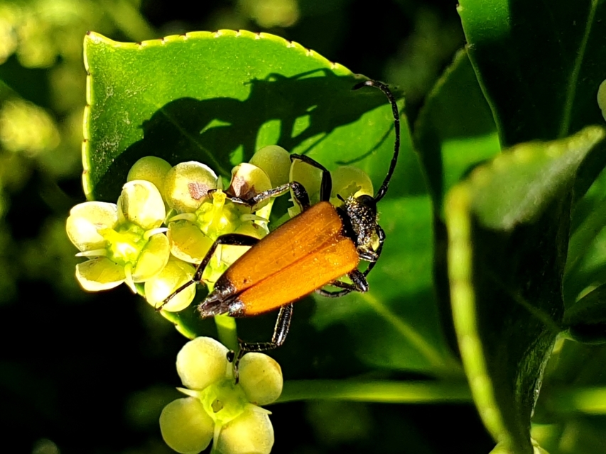 Stictoleptura fulva - vörhenyes virágcincér