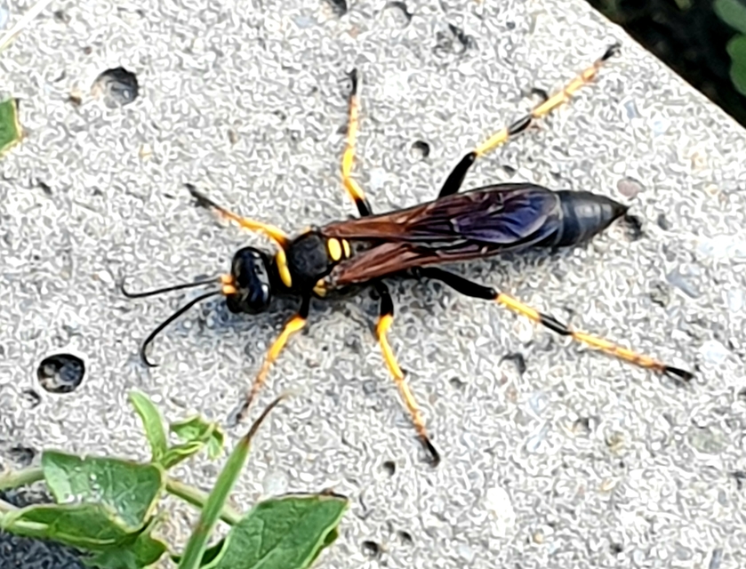 Sceliphron caementarium - feketenyelű lopódarázs
