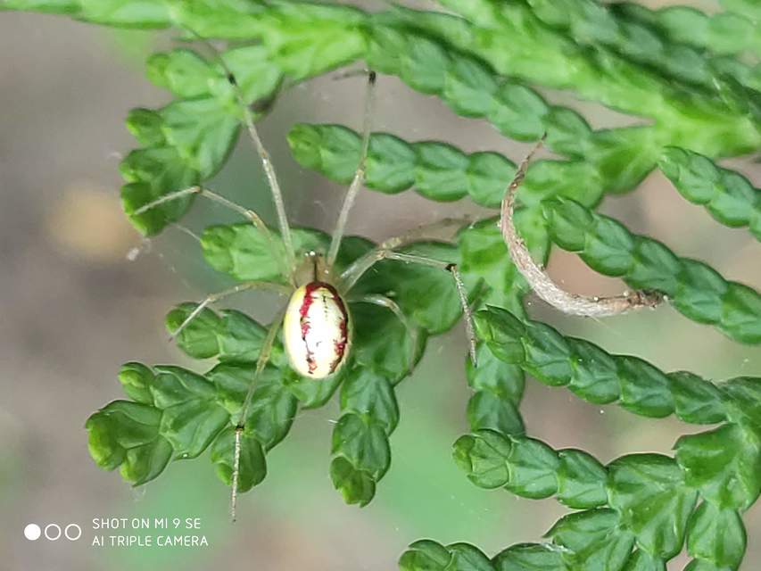 Enoplognatha ovata/latimana