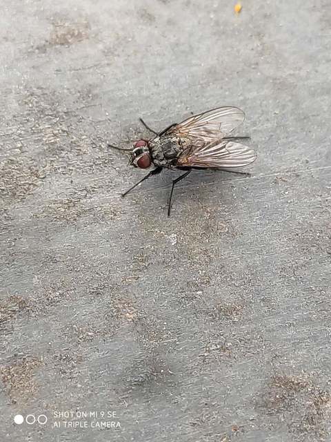 Muscidae - igazi legyek