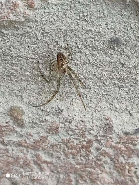 Metellina segmentata/mengei