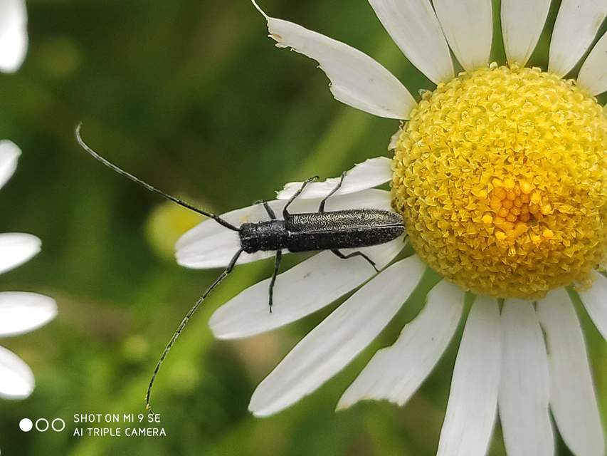Agapanthia cardui - sávos bogáncscincér