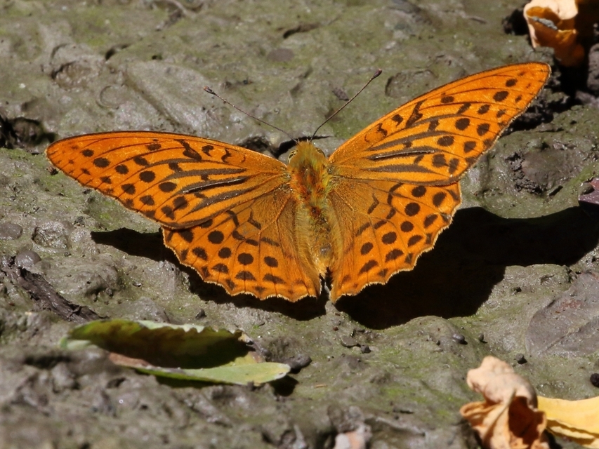 Argynnis paphia - nagy gyöngyházlepke