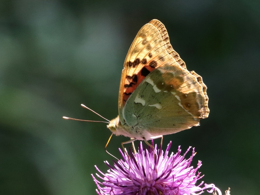 Argynnis pandora - zöldes gyöngyházlepke