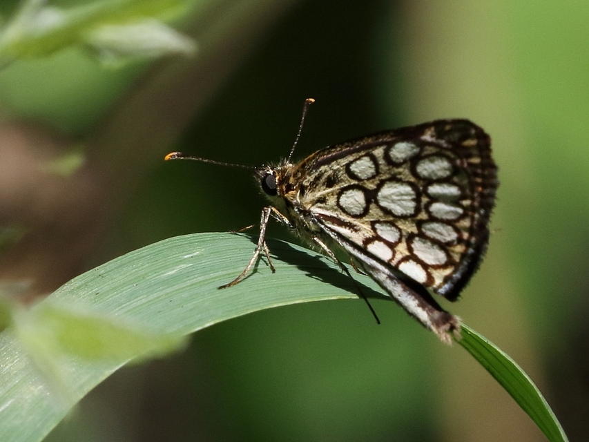 Heteropterus morpheus - tükrös busalepke