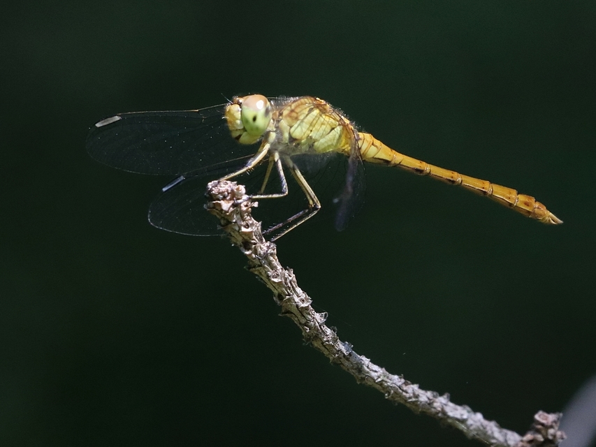 Sympetrum meridionale - fakó katona-szitakötő
