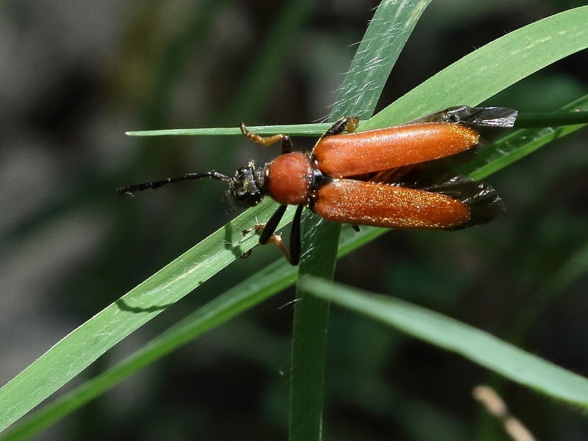 Stictoleptura rubra - vörös virágcincér