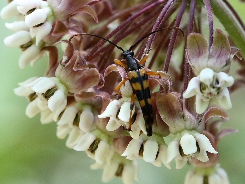 Strangalia attenuata - nyurgacincér