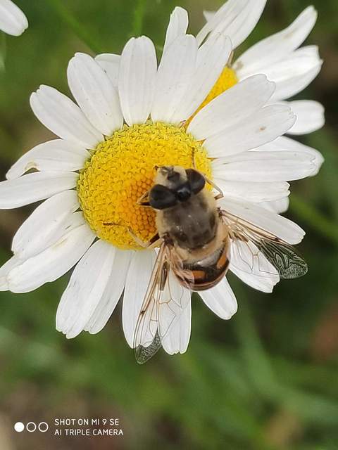 Eristalis tenax - közönséges herelégy