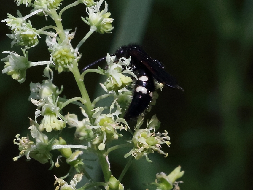 Scolia sexmaculata - négyfoltos tőrösdarázs