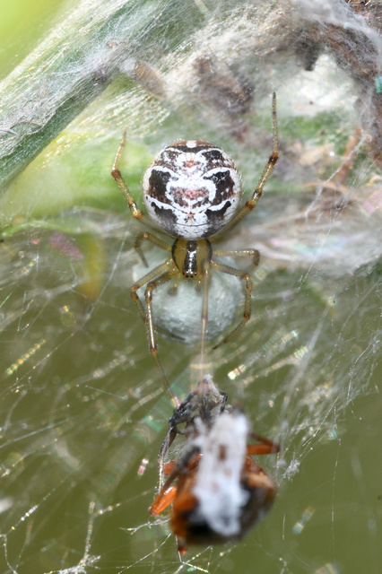 Phylloneta