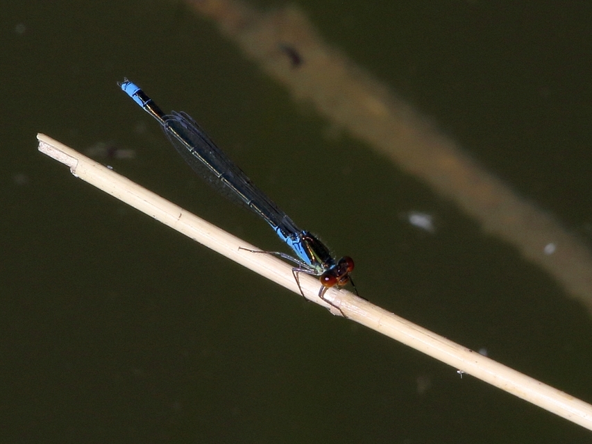 Erythromma viridulum - kis pirosszemű-légivadász