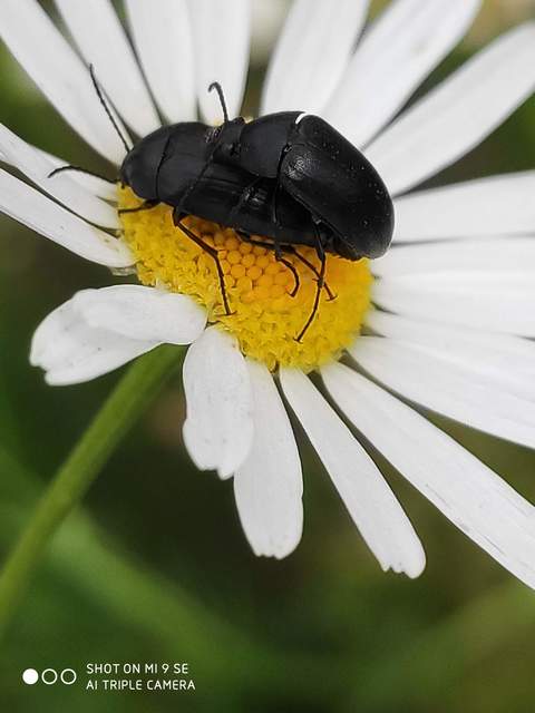 Podonta nigrita - szerecsenbogár