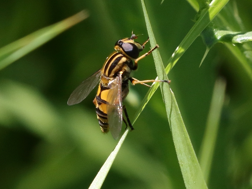 Helophilus