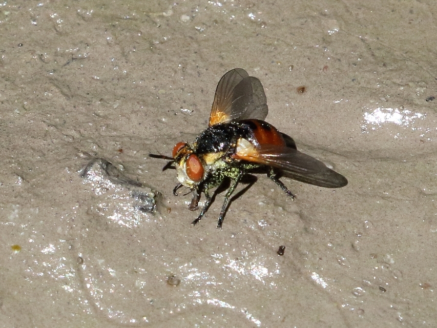 Gymnosoma