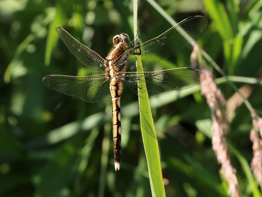 Orthetrum albistylum - fehérfarkú pásztorszitakötő