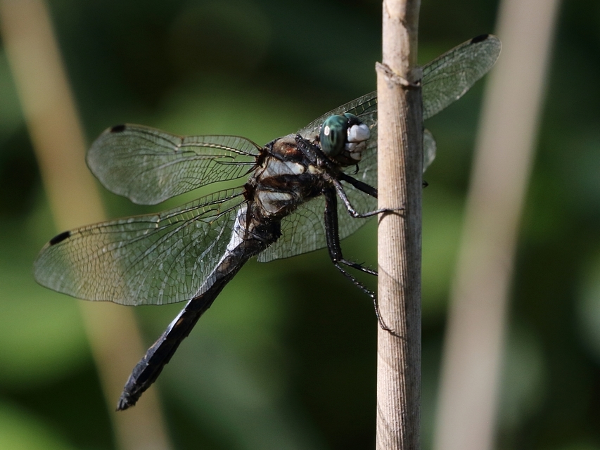 Orthetrum albistylum - fehérfarkú pásztorszitakötő
