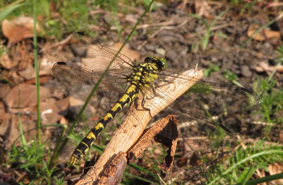 Onychogomphus forcipatus - gyűrűs folyami-szitakötő