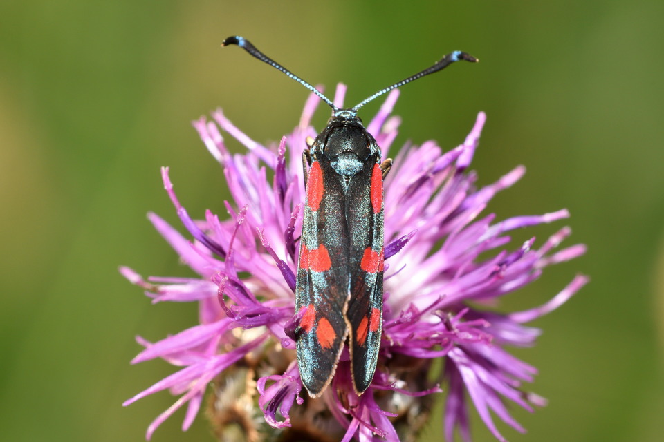Zygaena filipendulae - acélszínű csüngőlepke