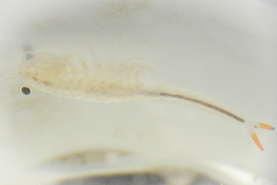 Branchipus schaefferi