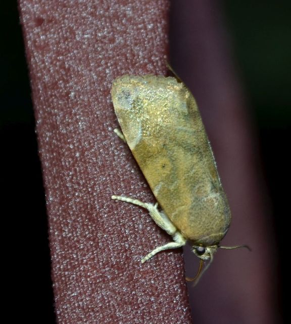 Cosmia affinis - barna lombbagoly