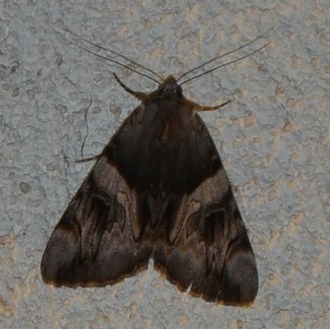 Catocala fulminea - galagonya-övesbagoly